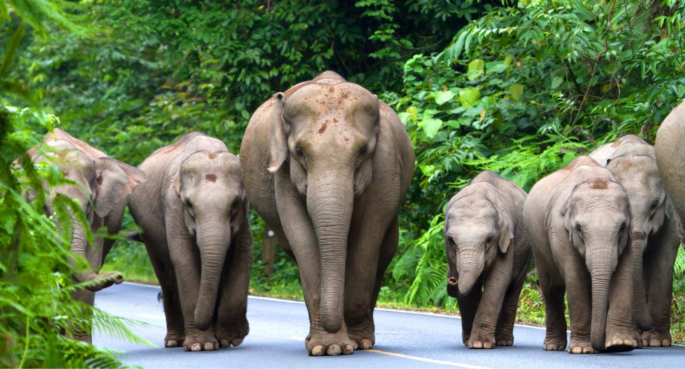 30-Day Thailand Luxury Experience